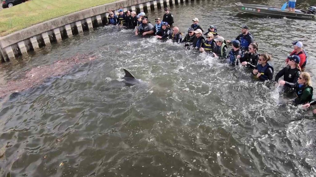 Biólogos formam barreira humana para salvar golfinho