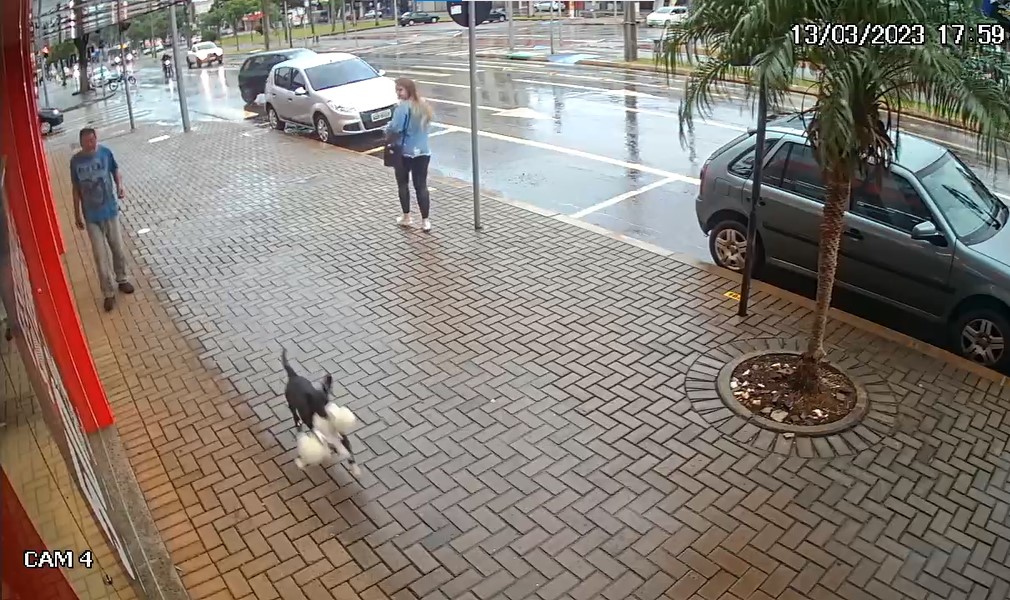 Câmera flagra momento que cãozinho ladrão 'rouba' pelúcia em loja