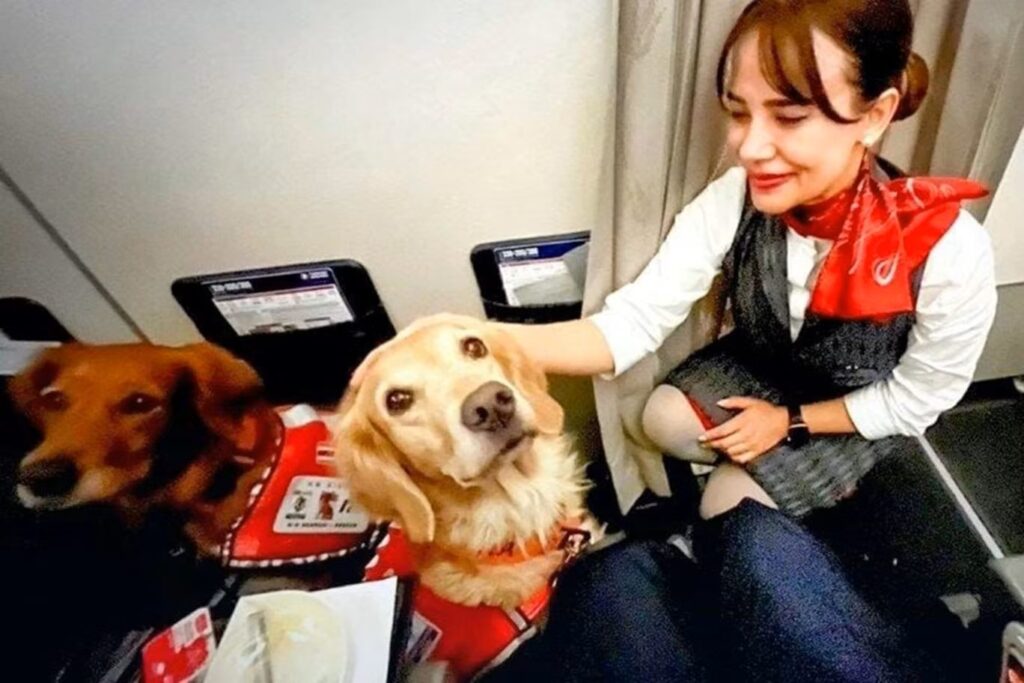 Cães 'heróis' da operação de resgate na Turquia viajaram de primeira classe no retorno para casa