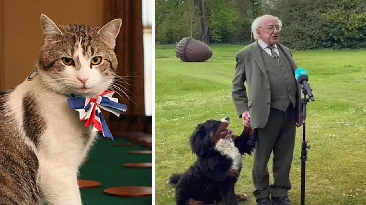 Vídeo: conheça gato com dois narizes resgatado na Inglaterra